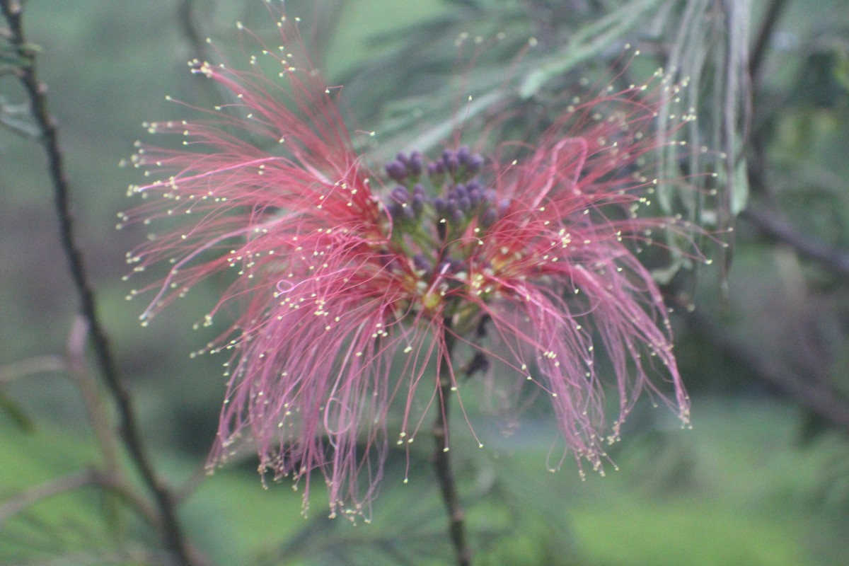 Calliandra houstoniana var. calothyrsus (Meisn.) Barneby